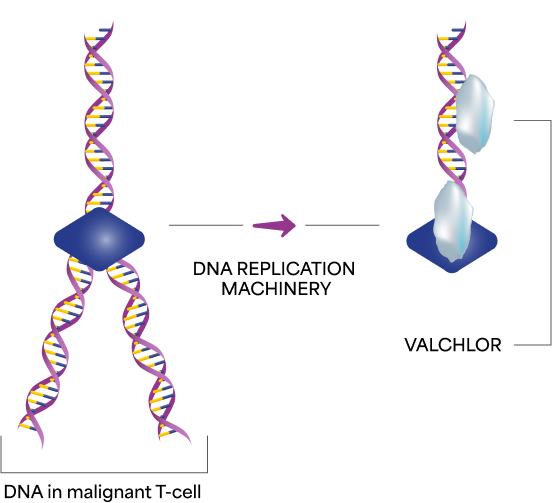 Diagram showing DNA in malignant T-cell, DNA replication machinery, and VALCHLOR affecting DNA.